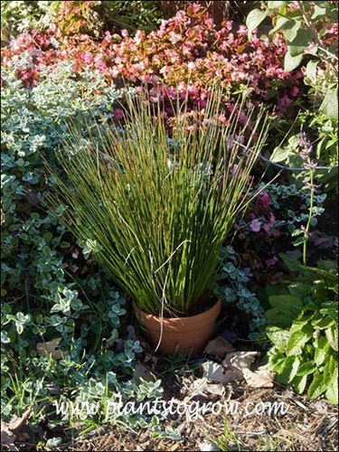 This was growing in a clay pot set in the annual garden.